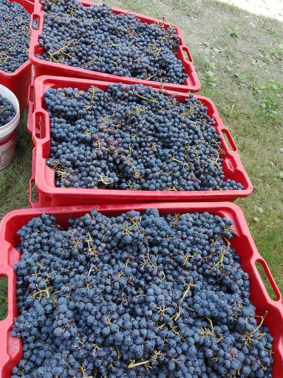 Agriturismo Mirasole Predappio Εξωτερικό φωτογραφία